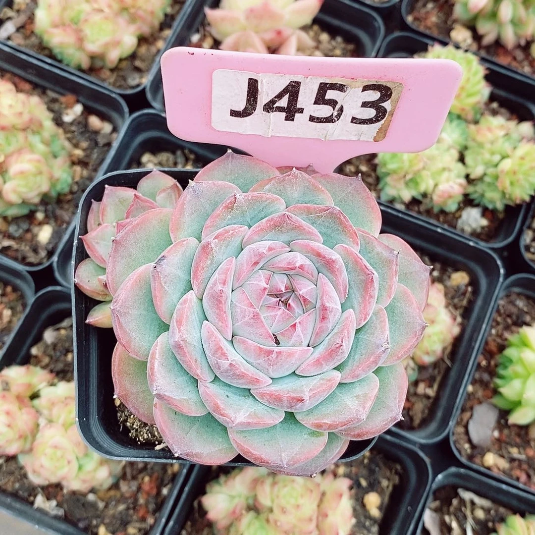 印*玉笛6-7cm多肉植物