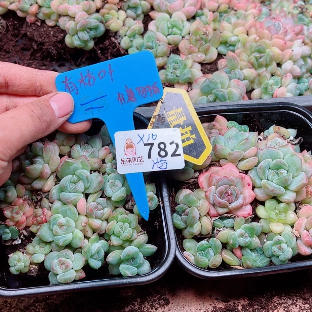 多肉植物多肉植物