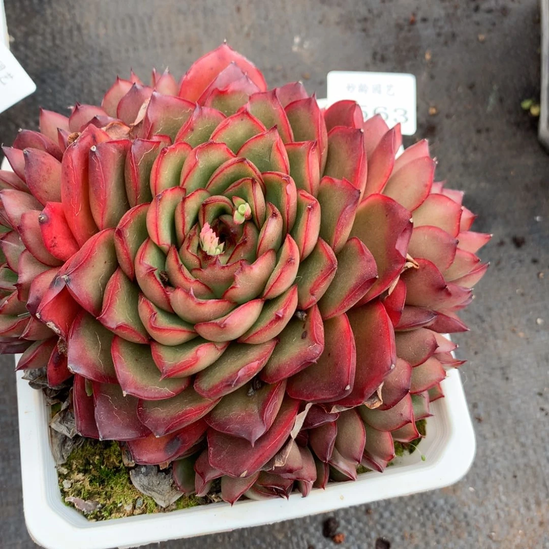 1563杂交精品基地冠14