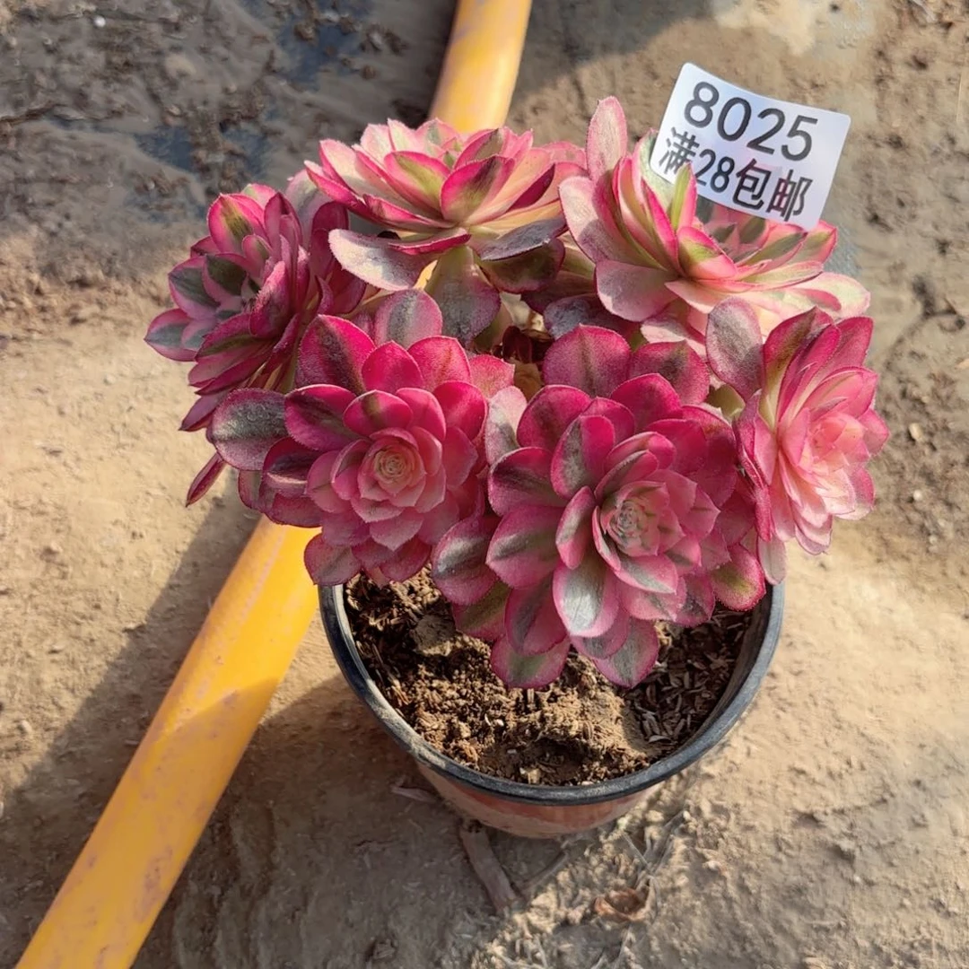 K.   8025倾城多肉