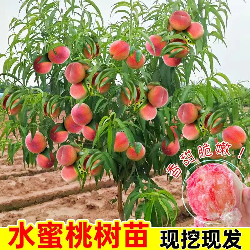 嫁接锦绣黄金桃果树苗明年结果桃树盆栽地栽南方北方四季种植桃树