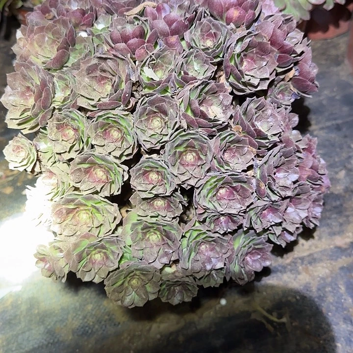 精品桃花石老桩朵朵开播福利21