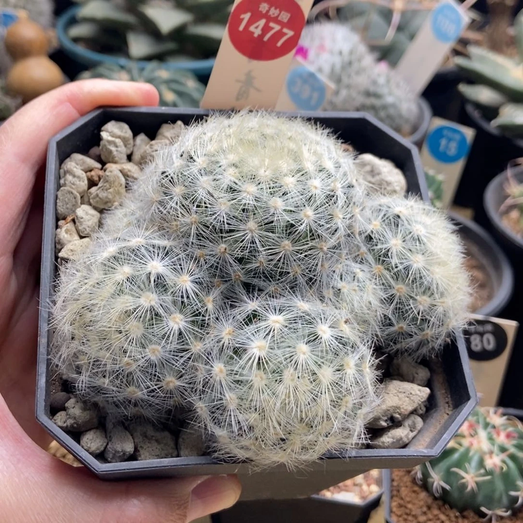 刘氏乳突群一颗仙人球