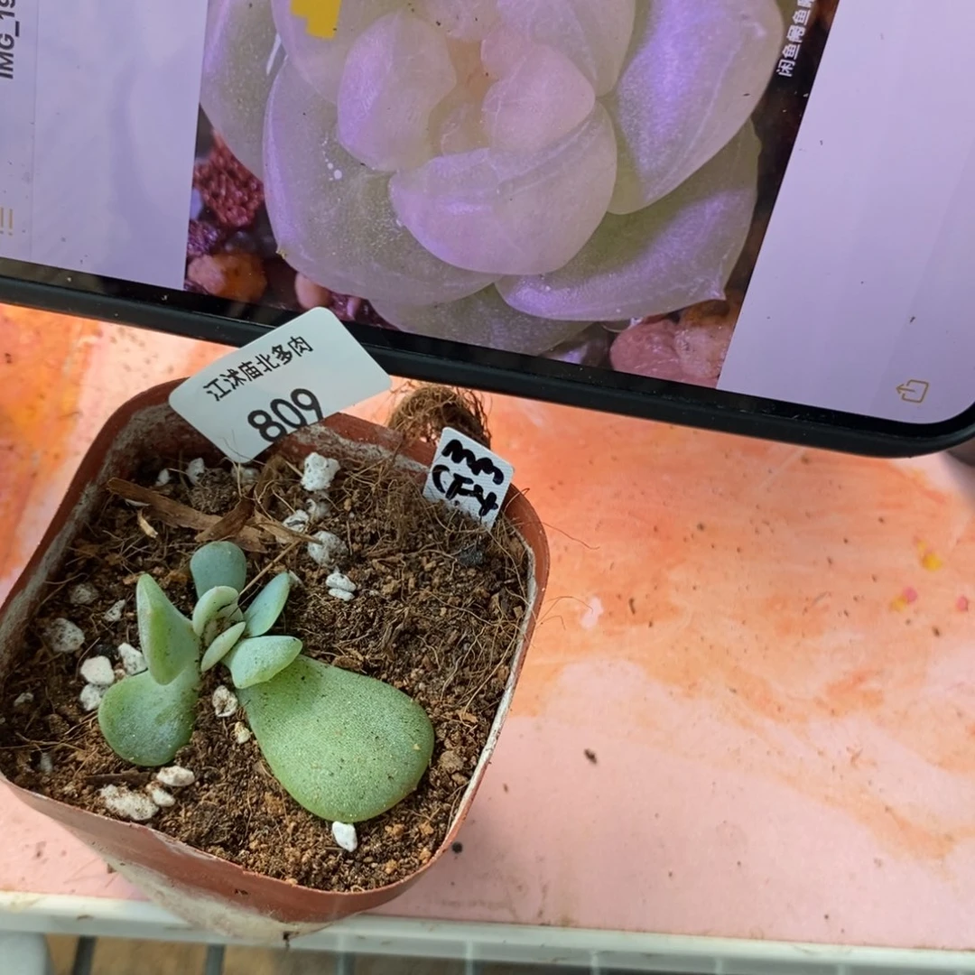 标签809暮暮白财富4一个多肉