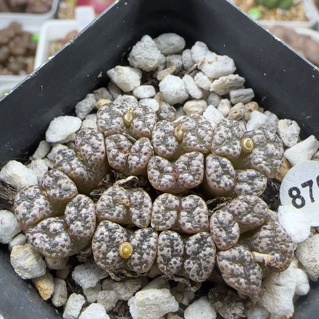 银白色勋章群多肉植物870