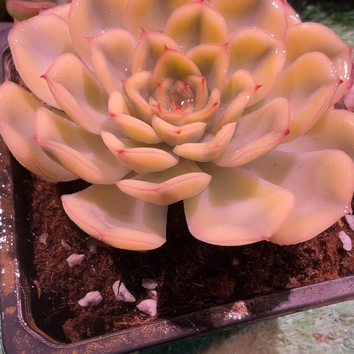 武仙座锦多肉锦植物