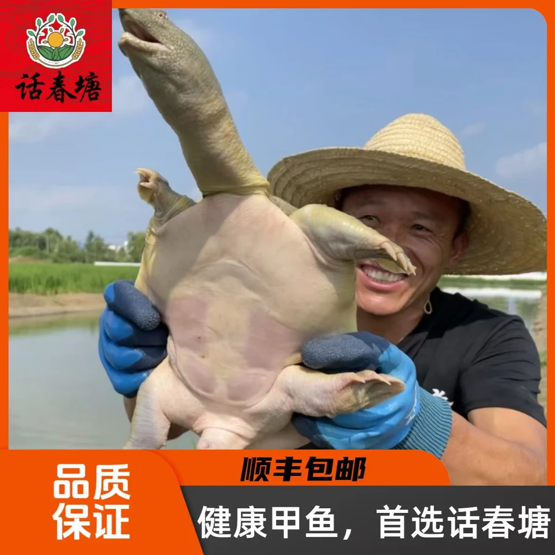 安徽 怀远 话春塘 瑕疵甲鱼