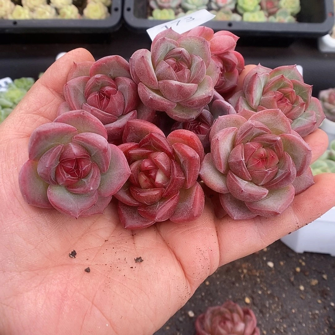 一物一拍一物一拍925-173