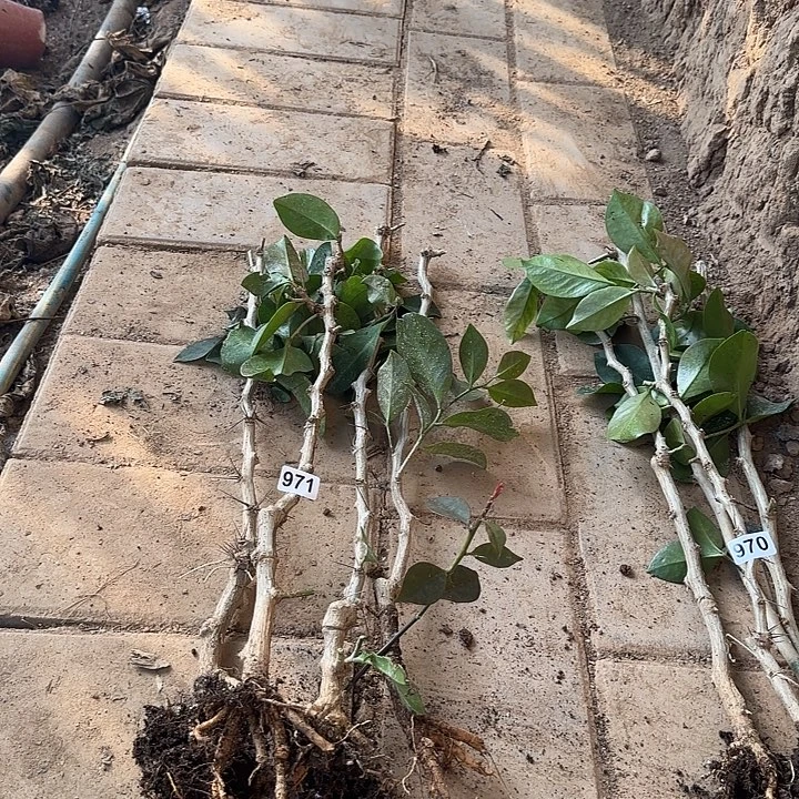 风***虹971嫁接蟹爪兰：叶仙杆4颗