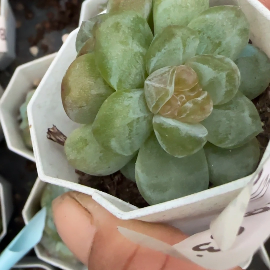 小卡拉米糖心一物一拍