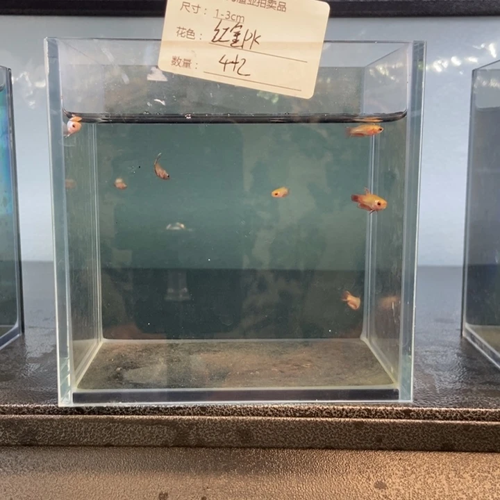 斗鱼包活不包损所见即所得004