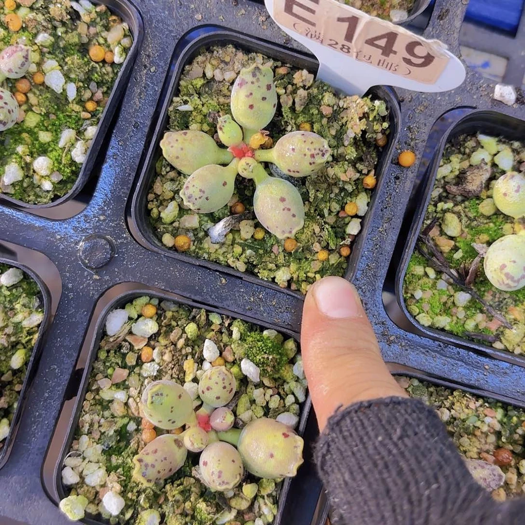 E149达摩海豹一物语拍