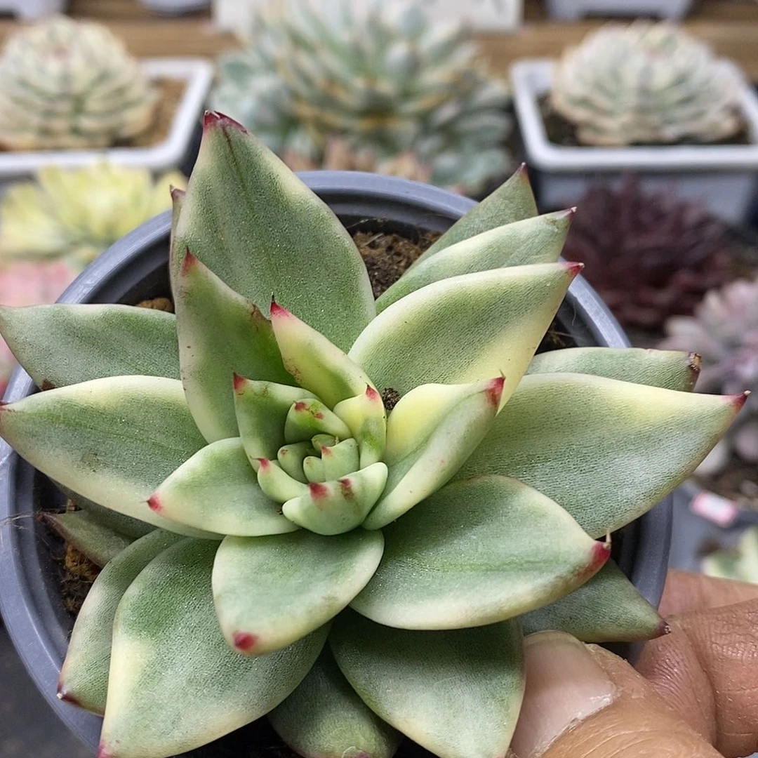 08208 不知名玛利亚锦