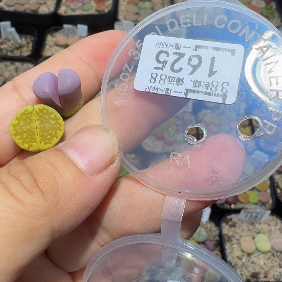 °***zzzz生石花肉锥1625