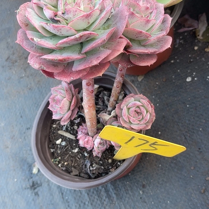 两单包邮，一物一拍175玫瑰