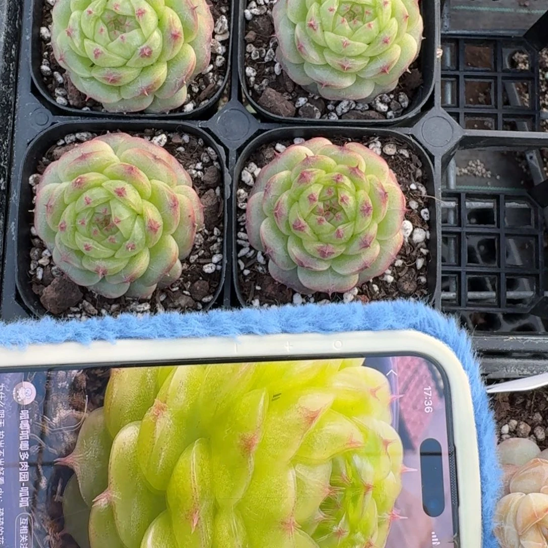 1129-029-假绿钻一颗量拍