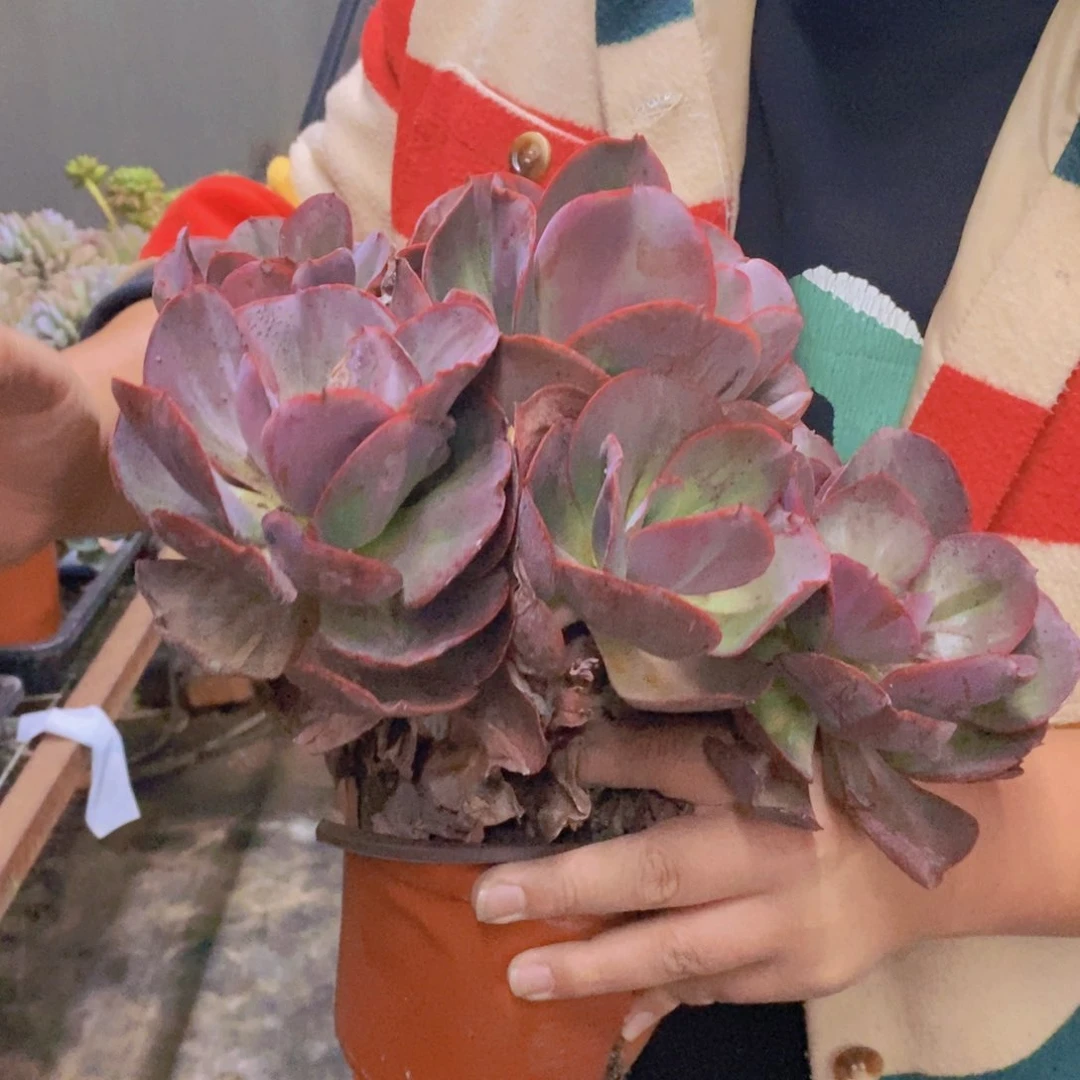 大叶秀妍整桩整群，230杯