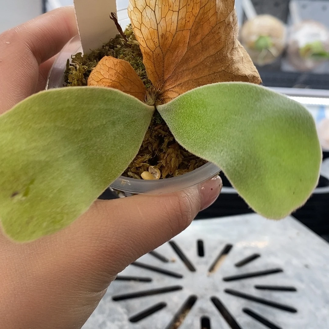 无花朵安第斯X象耳