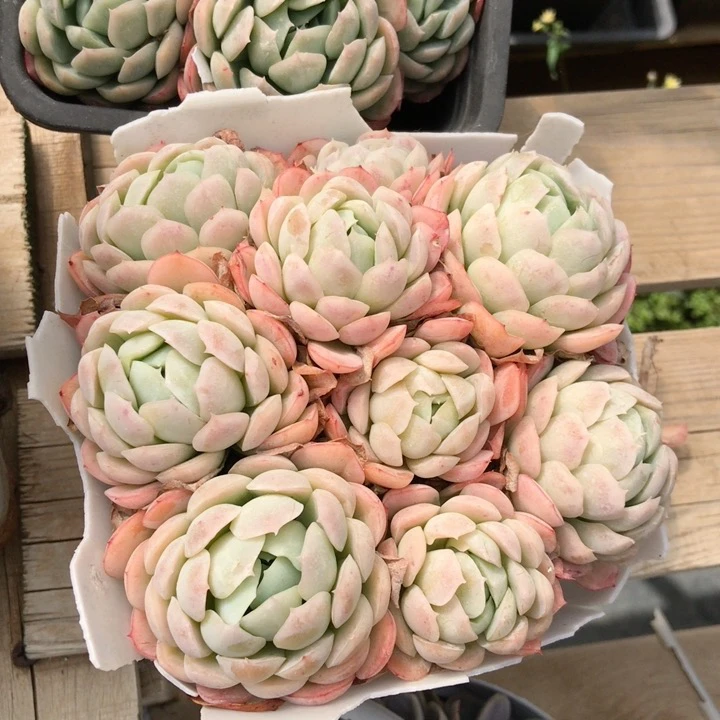 脱土发货好看好养净化空气的多肉植物盆栽