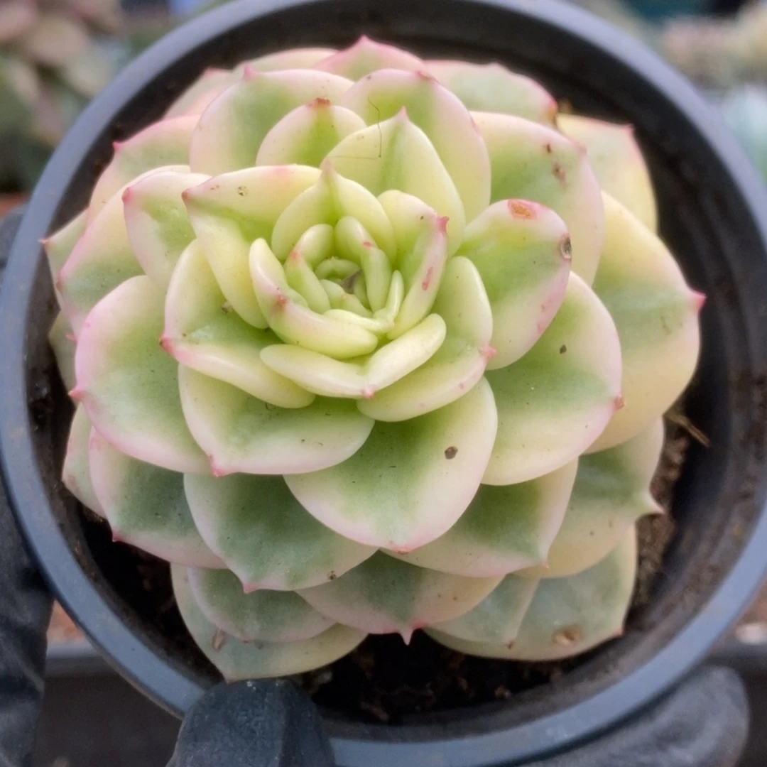 064蜡牡丹锦锦锦锦锦锦