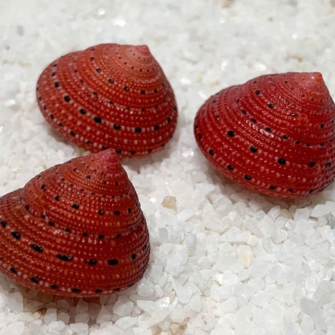 天然稀有品种草莓钟螺海螺贝壳标本鱼缸造景收藏佳品