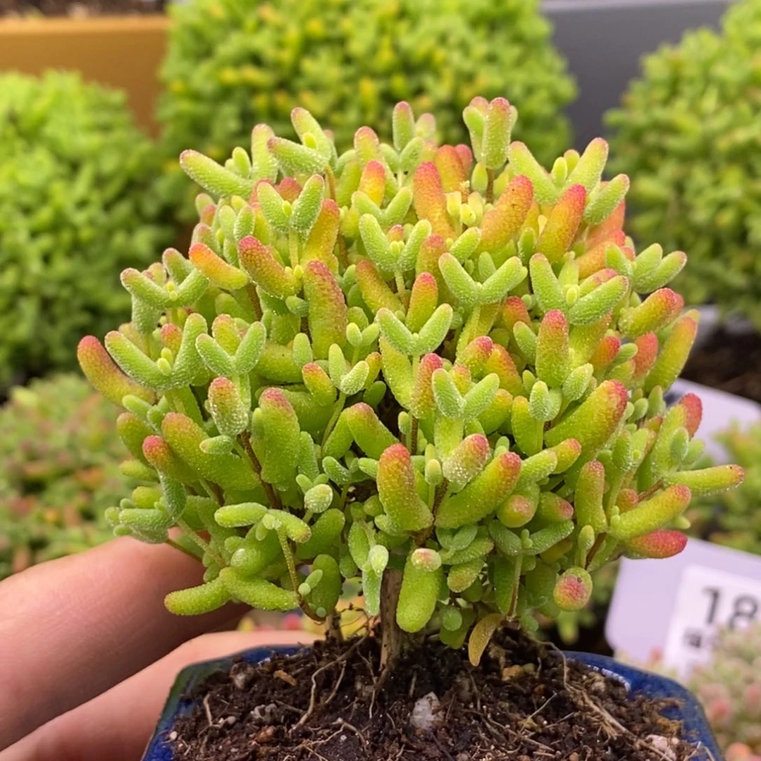 168蜜橘糖球。