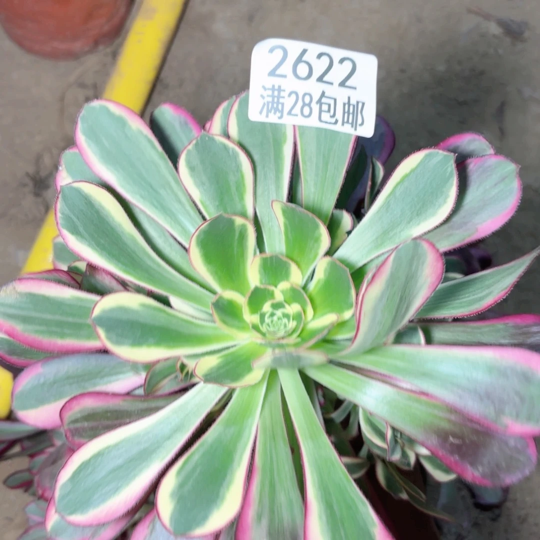 2622三颗多肉处理2222222