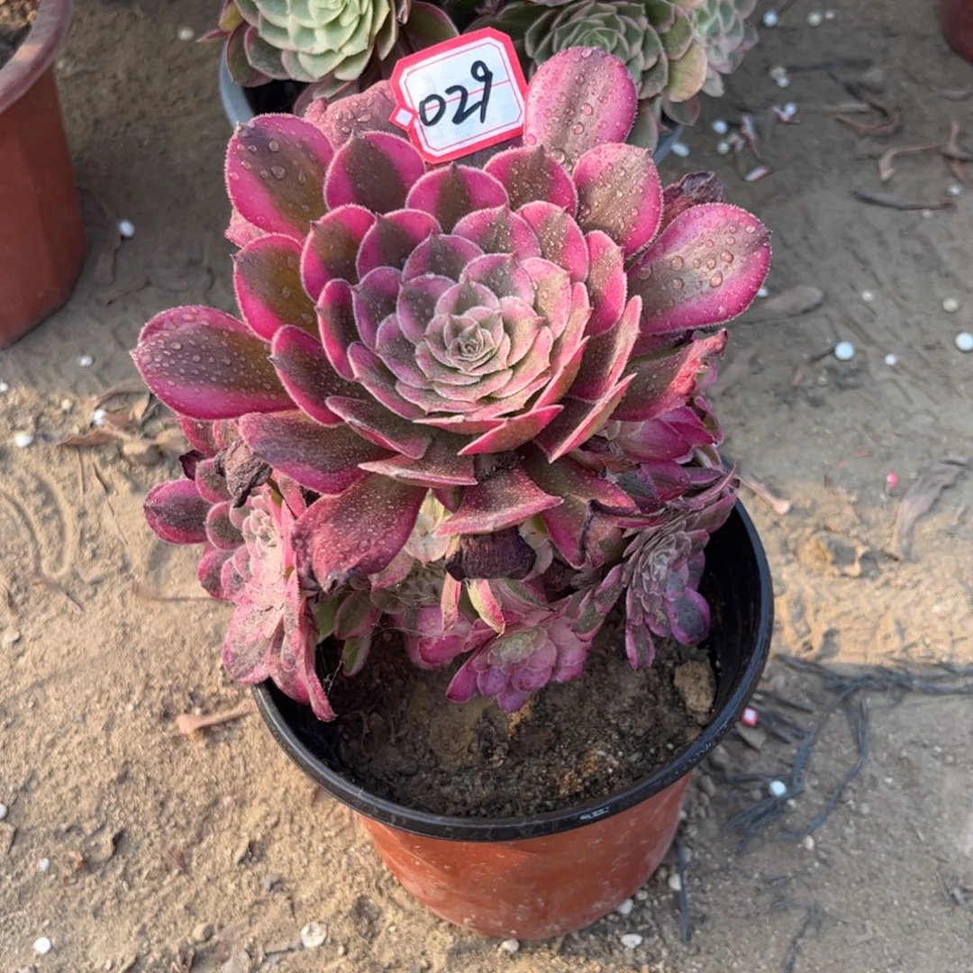 无***为029多肉植物铜壶超白