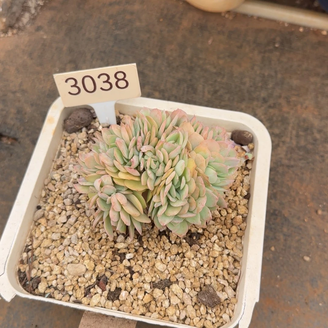 骑兵缀。  3038号。