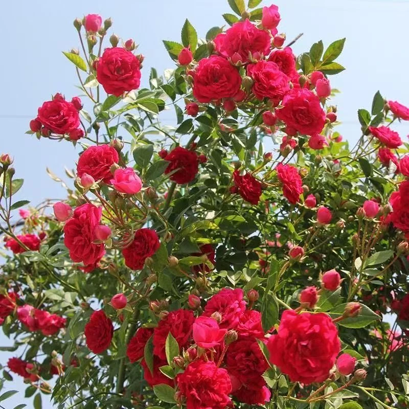 多季红木香藤本月季多季开花爬藤植物大苗红木香藤本木香月季