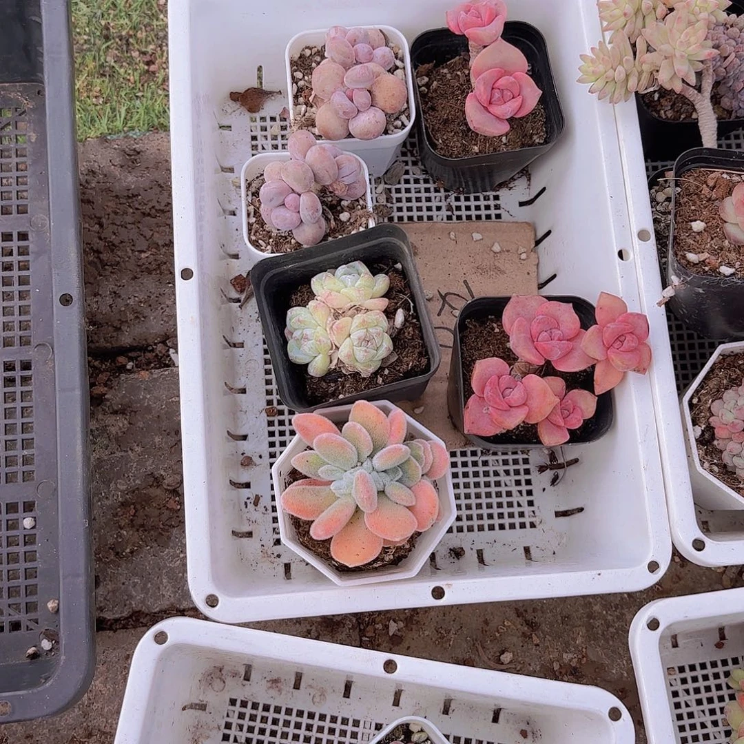 好***恏一物一拍一筐11111