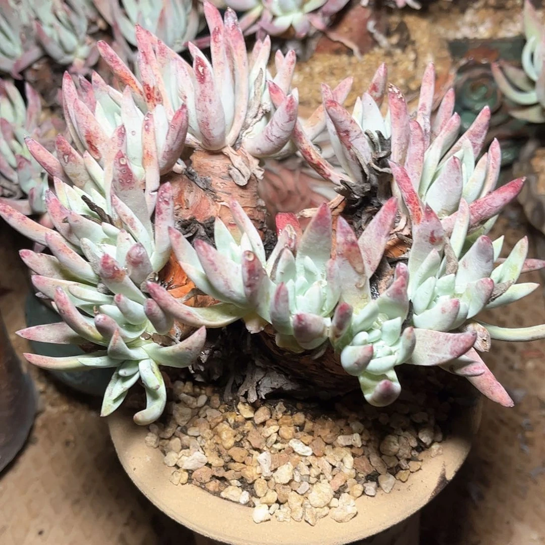 6613雪花仙女杯多肉