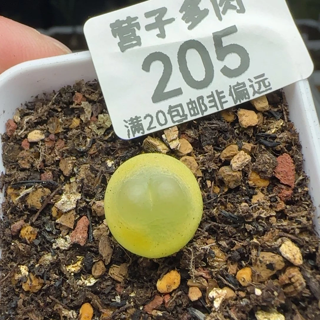 带盆土1.3➕拉登1200