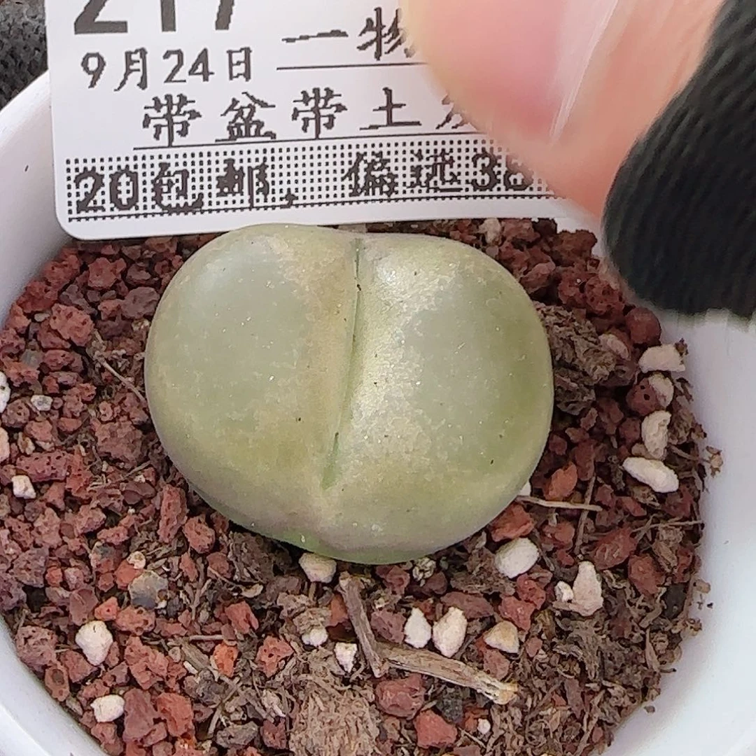 多肉0924--217毛汗尼