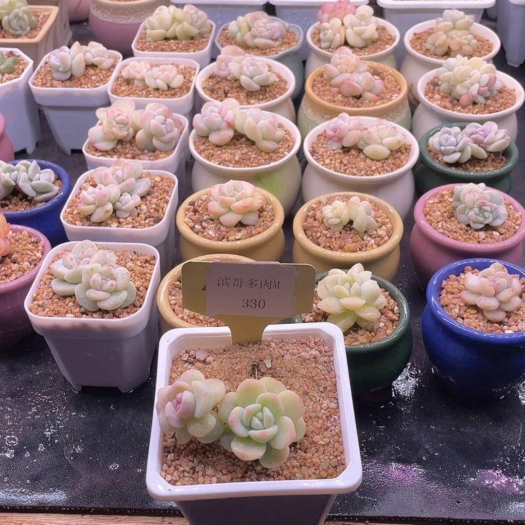 王****八滨哥多肉M330冰玉石化双头