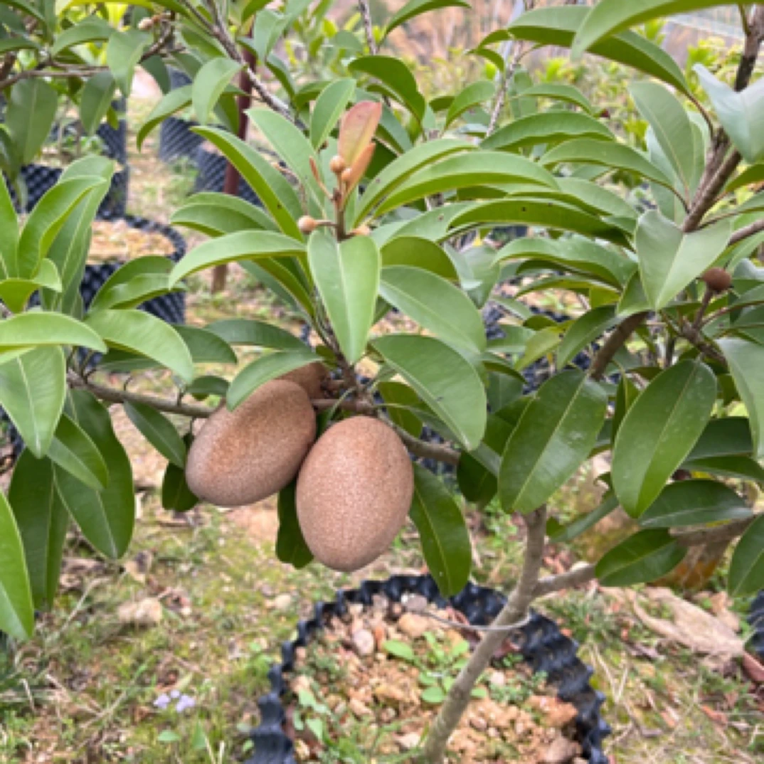 黄五园艺一物一拍，大果越南人心果