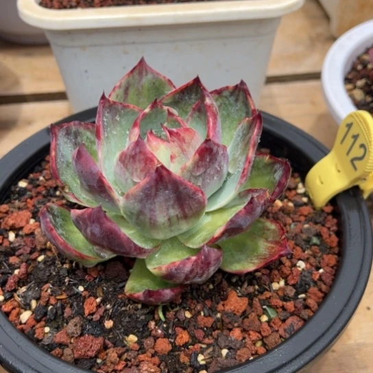 112惊鸿仙子 夏鸣园艺