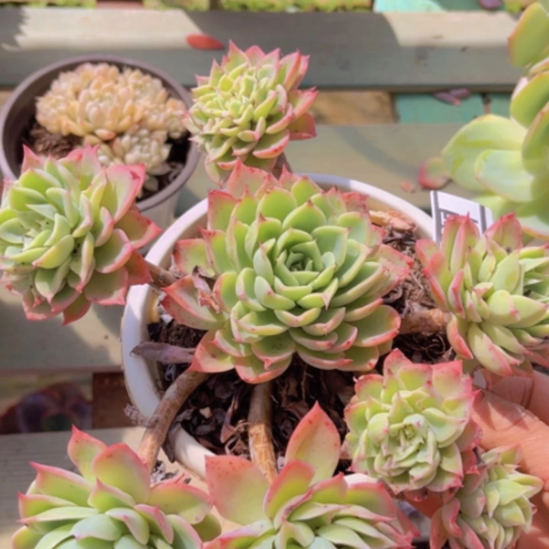 【闪购商品】三色堇0561