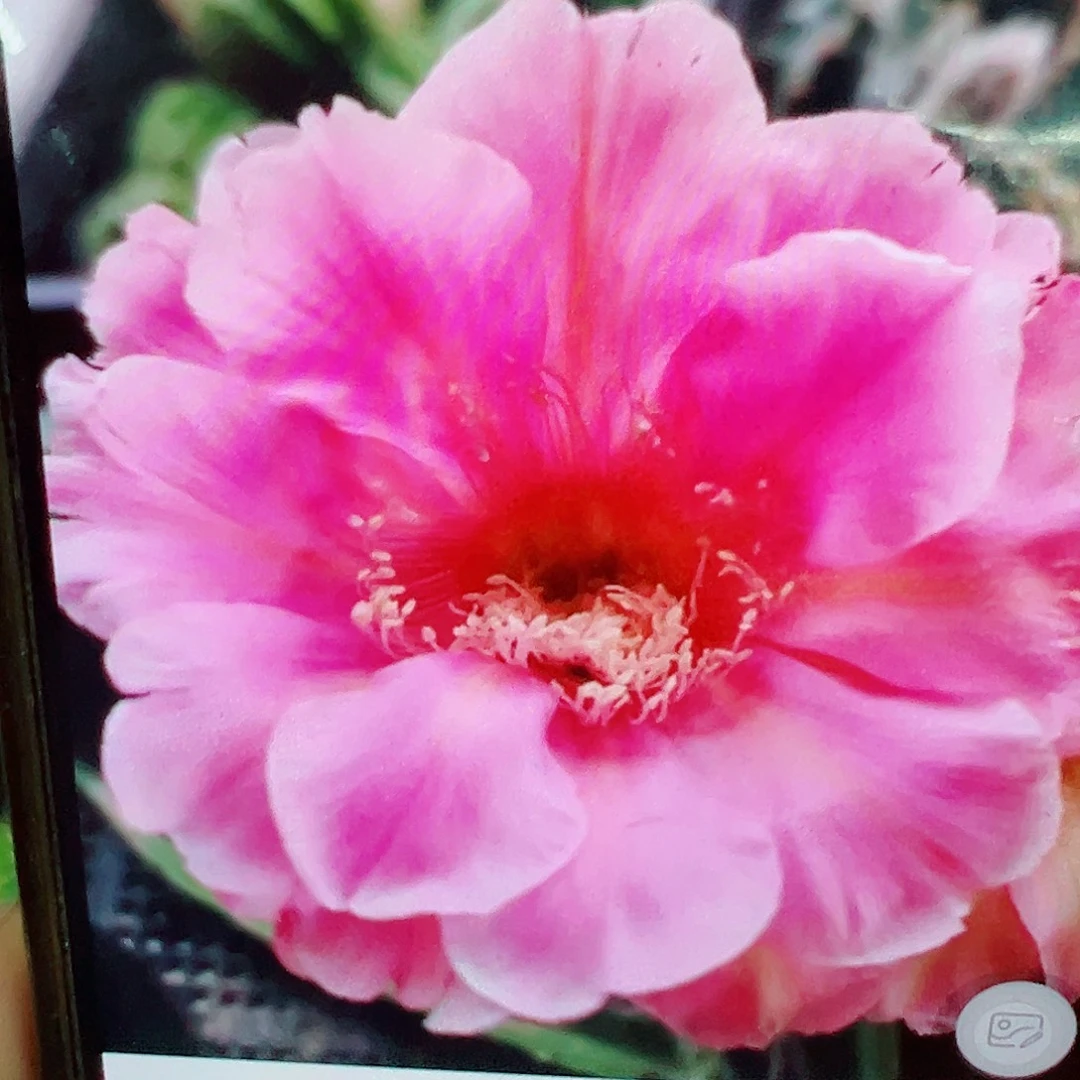 彩草 932侧芽 满20包邮