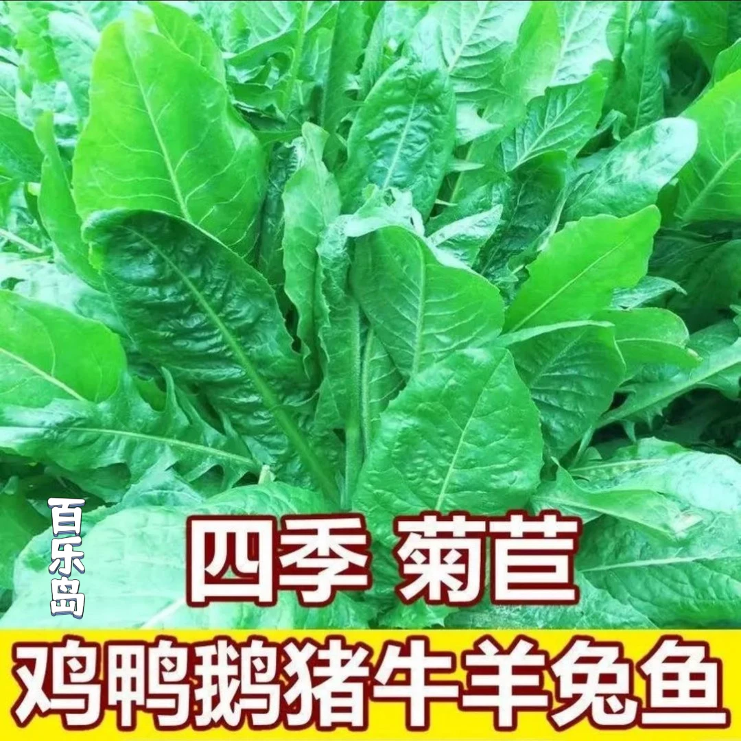 菊苣草种籽将军大叶菊苣四季生长高产牧草种子牛免鸡鸭菜多年生F