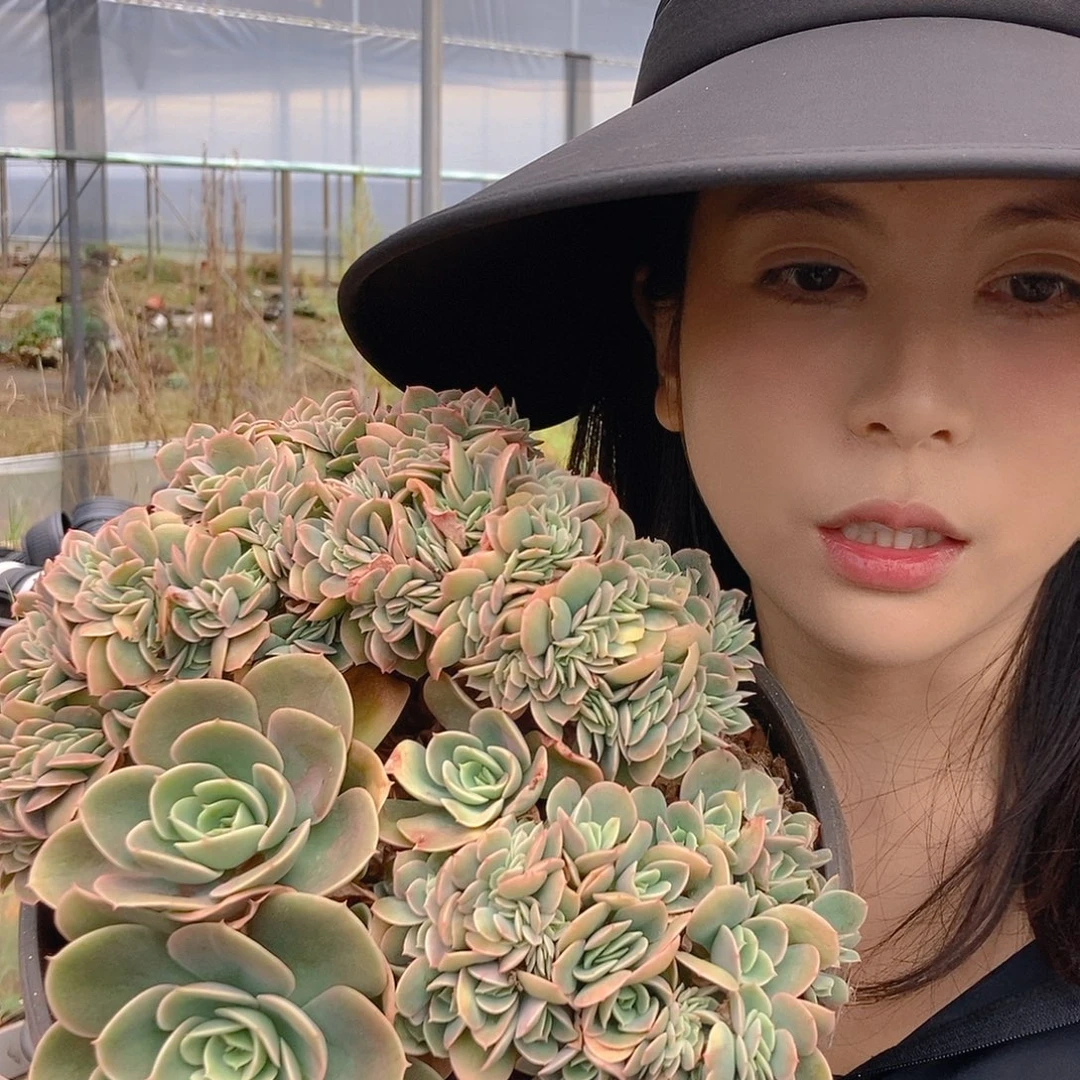 星娜塔缀大群随机