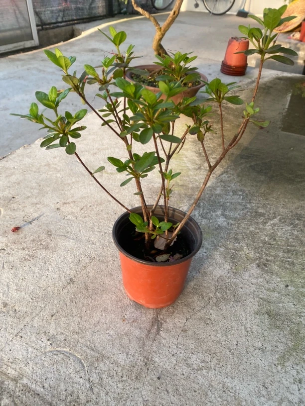 120规格两岁苗盲盒 品种随机 可备注颜色