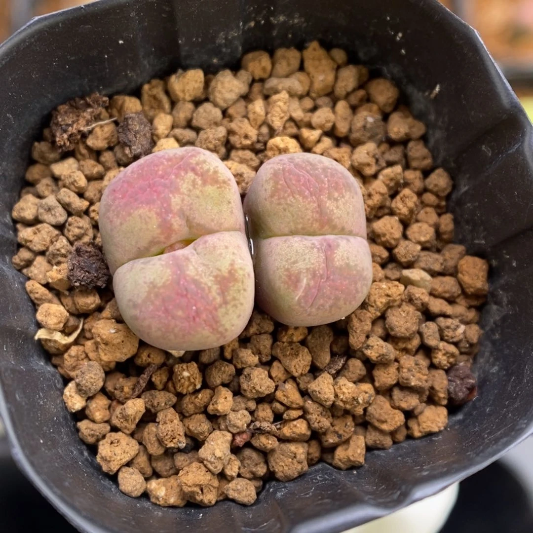 多肉植物肉锥杂交K-3483 福利