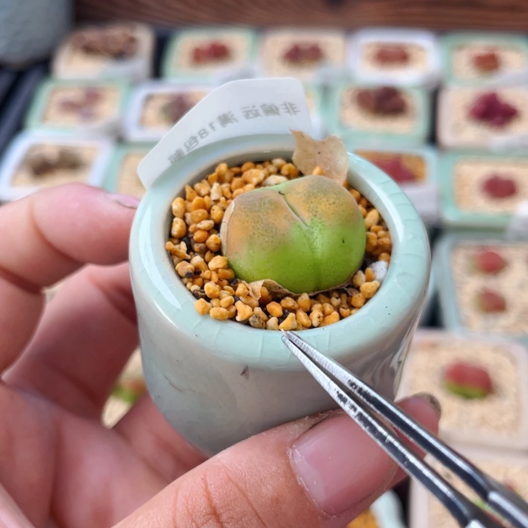 无花朵0191--一物一拍 带盆