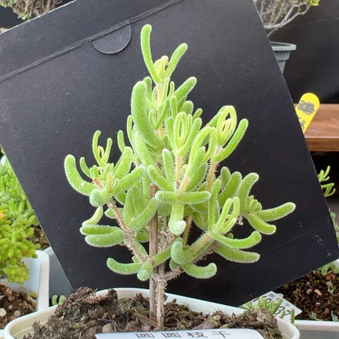 【闪购商品】dy2145好看的不知名盆口6cm