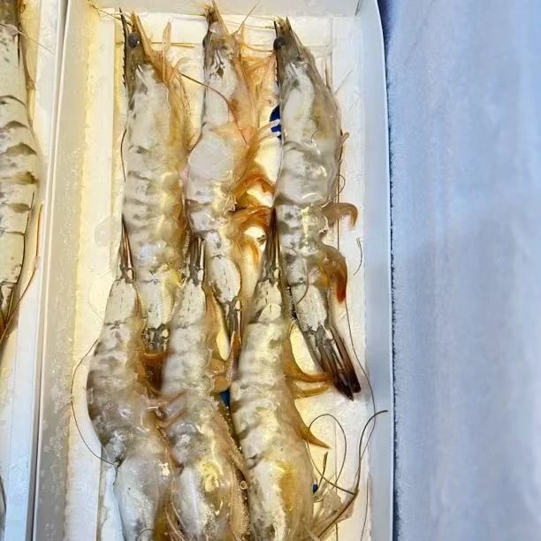 渤海湾野生本地海虾6个头