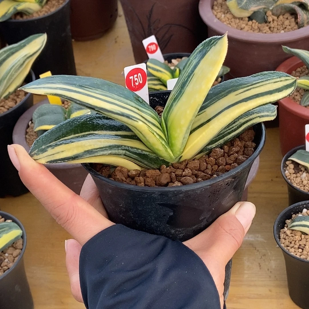 750卧牛实生锦带盆发货