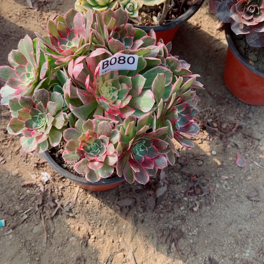 080孔雀翎多肉植物法师多肉