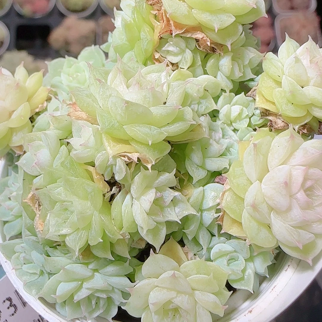 花语逸镜1123-234散