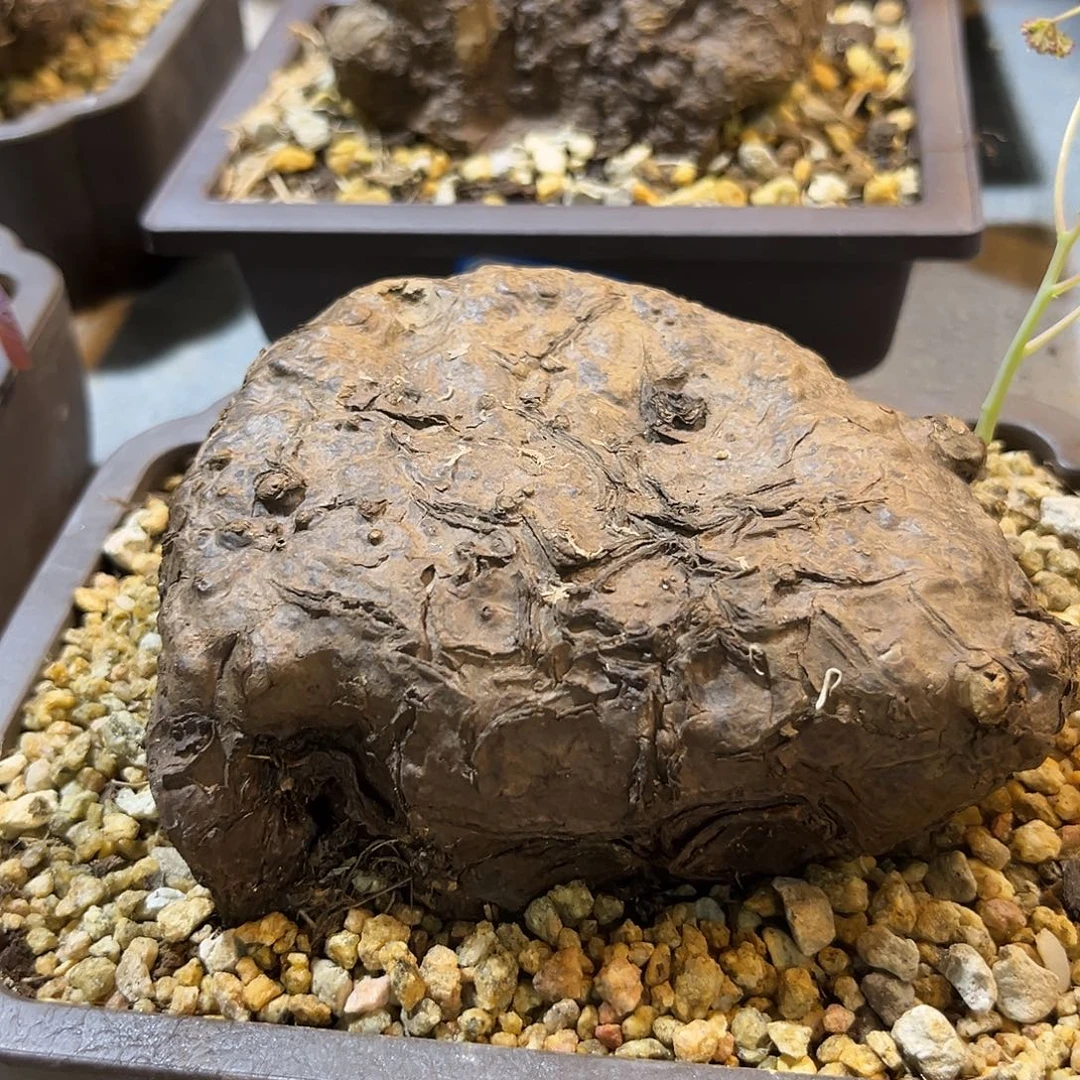 汤圆植物一叶龟平台型